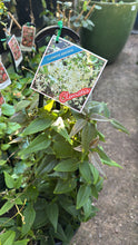 Load image into Gallery viewer, Clematis aristata