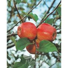 Load image into Gallery viewer, Apple Dwarf Trixzie 'Pink Lady' cv. 'Cripp's Pink'