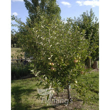 Load image into Gallery viewer, Apple Dwarf 'Golden Delicious'