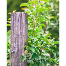 Load image into Gallery viewer, Apple Dwarf Trixzie 'Pink Lady' cv. 'Cripp's Pink'