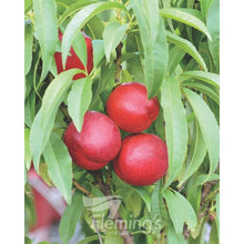 Load image into Gallery viewer, Nectarine Minature Trixzie 'Nectazee'