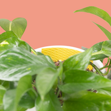 Load image into Gallery viewer, We The Wild – Compostable Sticky Pest Traps for Flying Pests