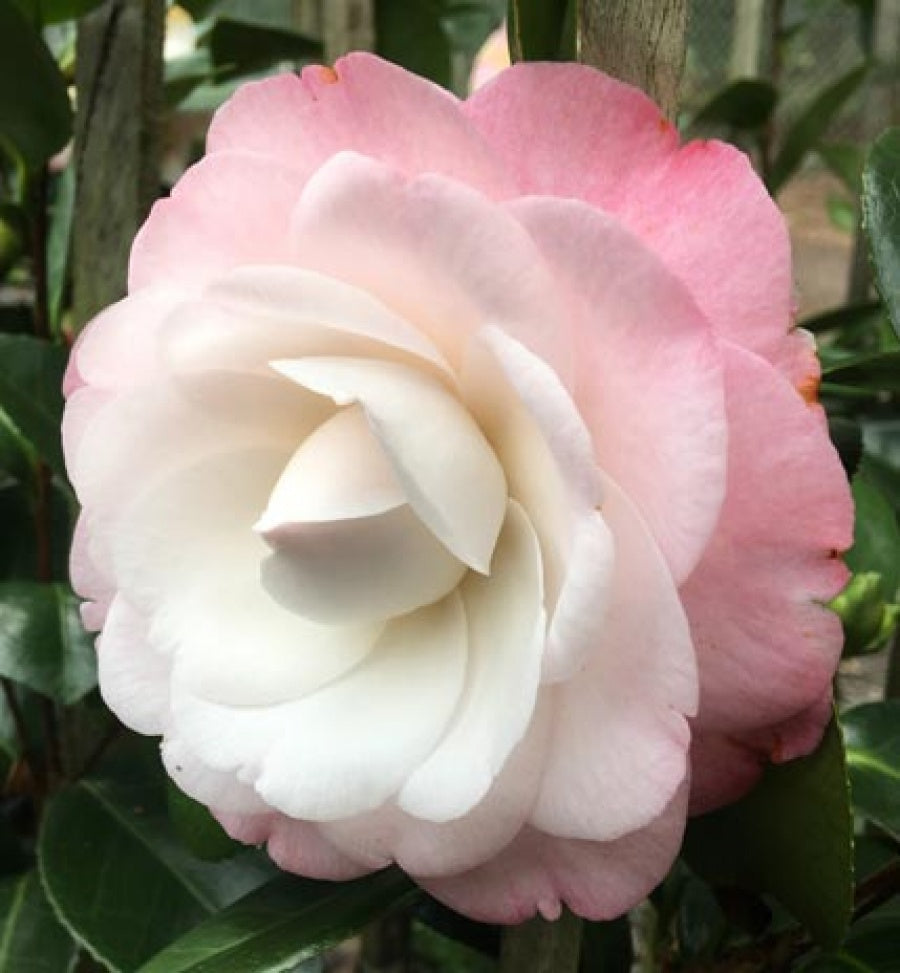 camellia japonica desire Camellia japonica 'Desire' – Northcote Nursery