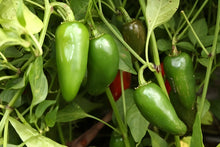 Load image into Gallery viewer, Chilli 'Jalapeno' Greenpatch Seeds
