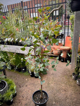 Load image into Gallery viewer, Eucalyptus 'Summer Scentsation'