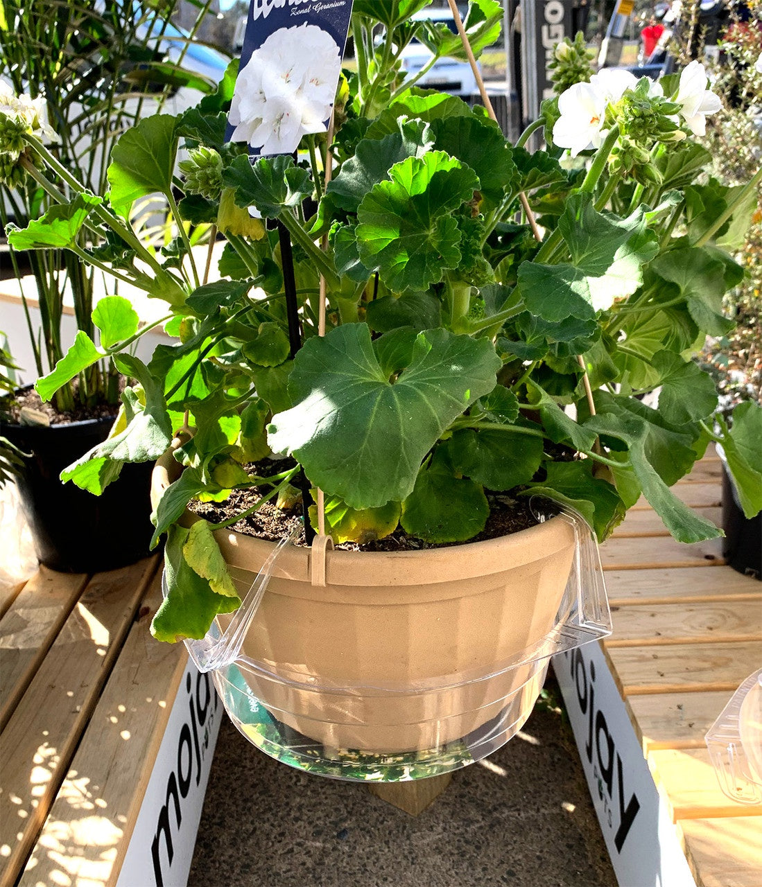 everspring plant saucer Everspring Hanging Saucer