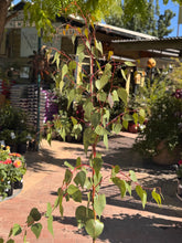 Load image into Gallery viewer, Eucalyptus caesia ‘Silver Princess’