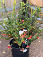 Load image into Gallery viewer, Grevillea 'Winter Flame'