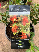 Load image into Gallery viewer, Grevillea 'Ruby Jewel'