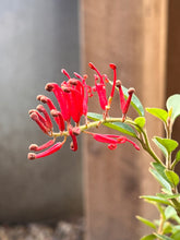 Load image into Gallery viewer, Grevillea 'Ruby Jewel'