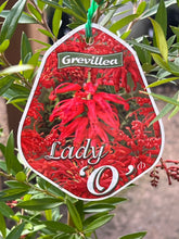 Load image into Gallery viewer, Grevillea 'Lady O'