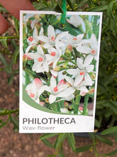 Load image into Gallery viewer, Philotheca myoporoides