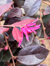 Load image into Gallery viewer, Loropetalum 'Burgundy'