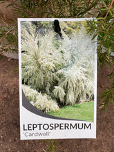 Load image into Gallery viewer, Leptospermum 'Cardwell'
