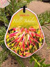 Load image into Gallery viewer, Grevillea 'Hills Jubilee'