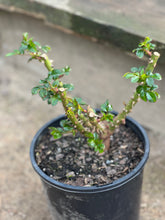 Load image into Gallery viewer, Rose - Floribunda 'Gift of Friendship'