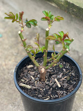 Load image into Gallery viewer, Rose - Hybrid Tea 'Honey Dijon'