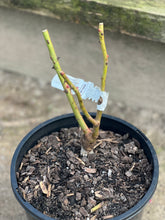 Load image into Gallery viewer, Rose - David Austin 'Olivia Rose Austin'