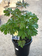 Load image into Gallery viewer, Itoh Peony 'Bartzella'
