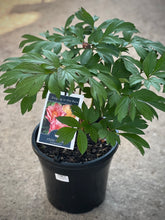 Load image into Gallery viewer, Itoh Peony 'Singing in the Rain'
