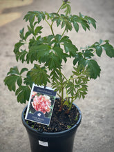 Load image into Gallery viewer, Itoh Peony 'Soleil D'Ambre'