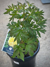 Load image into Gallery viewer, Itoh Peony 'Duchesse de Lorraine'