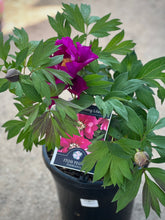 Load image into Gallery viewer, Itoh Peony 'Morning Lilac'