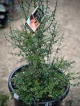 Load image into Gallery viewer, Finger Lime Red 'Red Champagne'