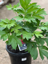 Load image into Gallery viewer, Itoh Peony 'Yankee Doodle Dandy'