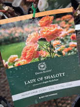 Load image into Gallery viewer, Rose - David Austin 'Lady of Shalott'