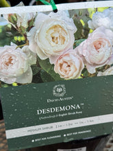 Load image into Gallery viewer, Rose - David Austin 'Desdemona'