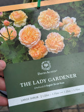 Load image into Gallery viewer, Rose - David Austin 'The Lady Gardener'