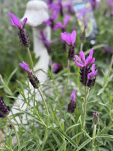Load image into Gallery viewer, Lavender 'Avonview'