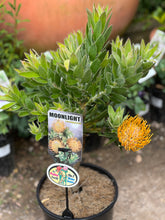 Load image into Gallery viewer, Leucospermum 'Moonlight'
