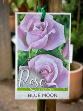 Load image into Gallery viewer, Rose 'Blue Moon' 2ft Standard