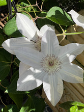 Load image into Gallery viewer, Clematis 'Henryi'