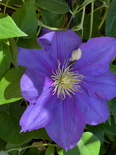 Load image into Gallery viewer, Clematis ‘General Sikorski’