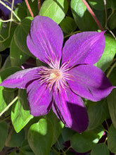 Load image into Gallery viewer, Clematis 'Madame Grange'