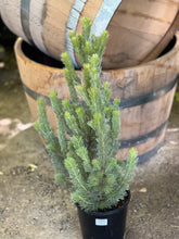 Load image into Gallery viewer, Adenanthos sericeus