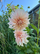 Load image into Gallery viewer, Dahlia ‘Cafe Au Lait’