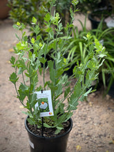 Load image into Gallery viewer, Romneya coulteri