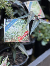 Load image into Gallery viewer, Clematis aristata
