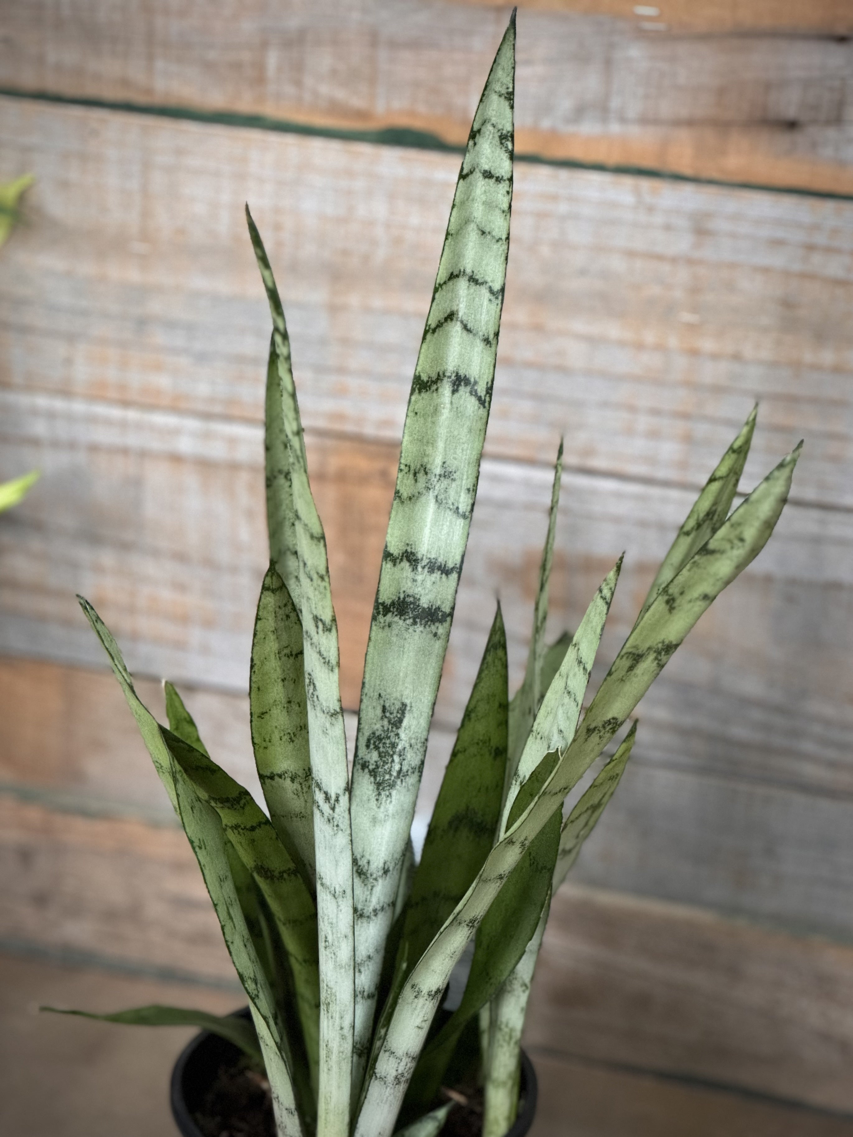 sansevieria grey lady Sansevieria trifasciata 'Silver Princess'