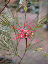 Load image into Gallery viewer, Grevillea longistyla