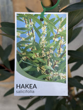 Load image into Gallery viewer, Hakea salicifolia