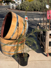 Load image into Gallery viewer, Callistemon viminalis 'Dawson River Weeper'