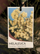 Load image into Gallery viewer, Melaleuca ericifolia