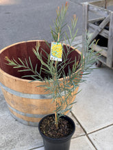 Load image into Gallery viewer, Acacia iteaphylla