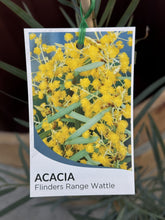 Load image into Gallery viewer, Acacia iteaphylla