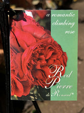 Load image into Gallery viewer, Rose - Climbing 'Pierre de Ronsard' Red